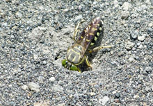 Guêpe creusant son trou - Costa Rica